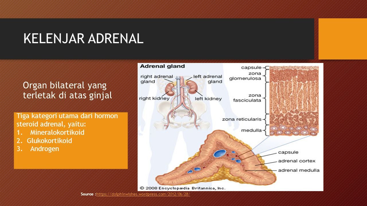 Detail Gambar Kelenjar Adrenal Nomer 31