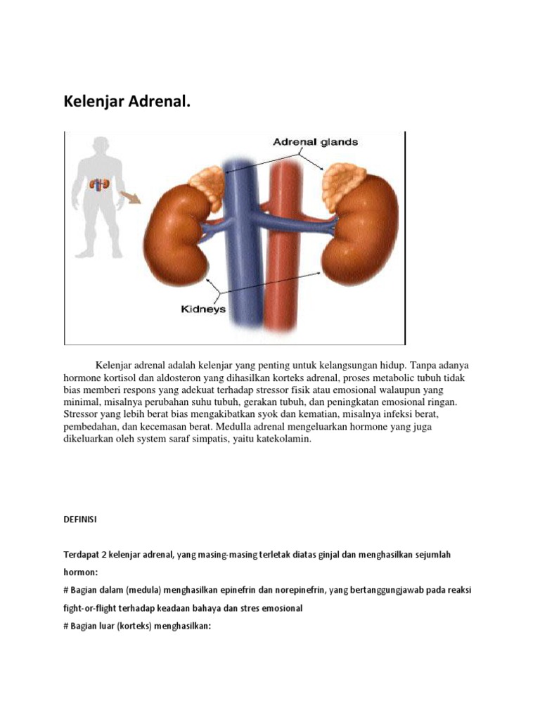 Detail Gambar Kelenjar Adrenal Nomer 37