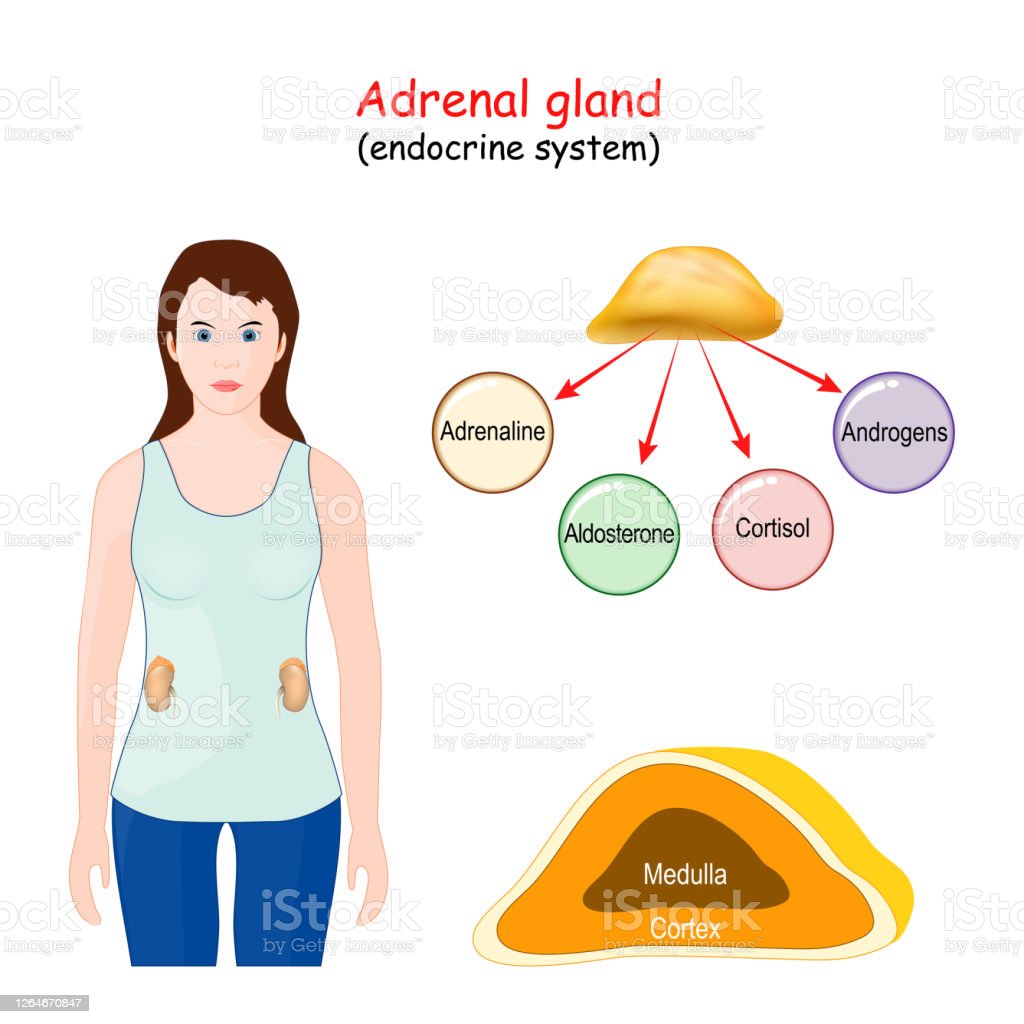 Detail Gambar Kelenjar Adrenal Nomer 39