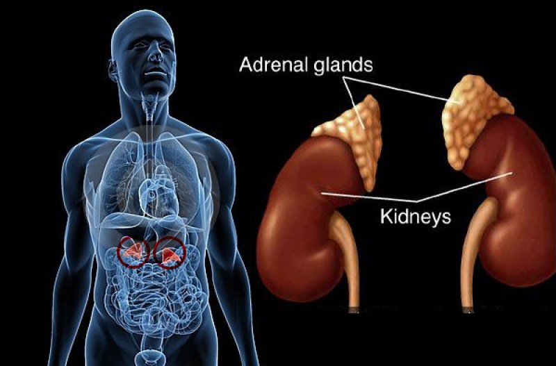 Detail Gambar Kelenjar Adrenal Nomer 7