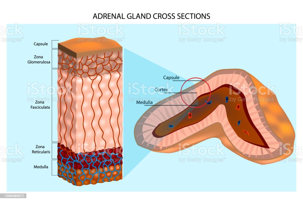 Detail Gambar Kelenjar Adrenal Nomer 8