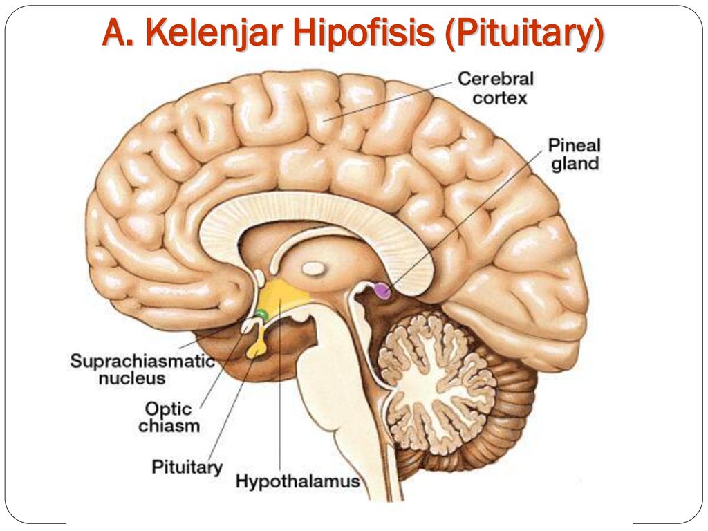 Detail Gambar Kelenjar Hipofisis Nomer 20