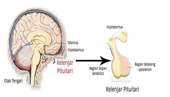 Detail Gambar Kelenjar Hipofisis Nomer 3