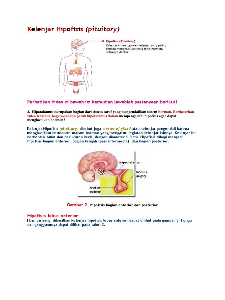 Detail Gambar Kelenjar Hipofisis Nomer 37