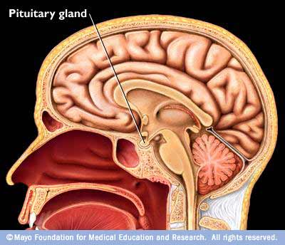 Detail Gambar Kelenjar Hipofisis Nomer 10