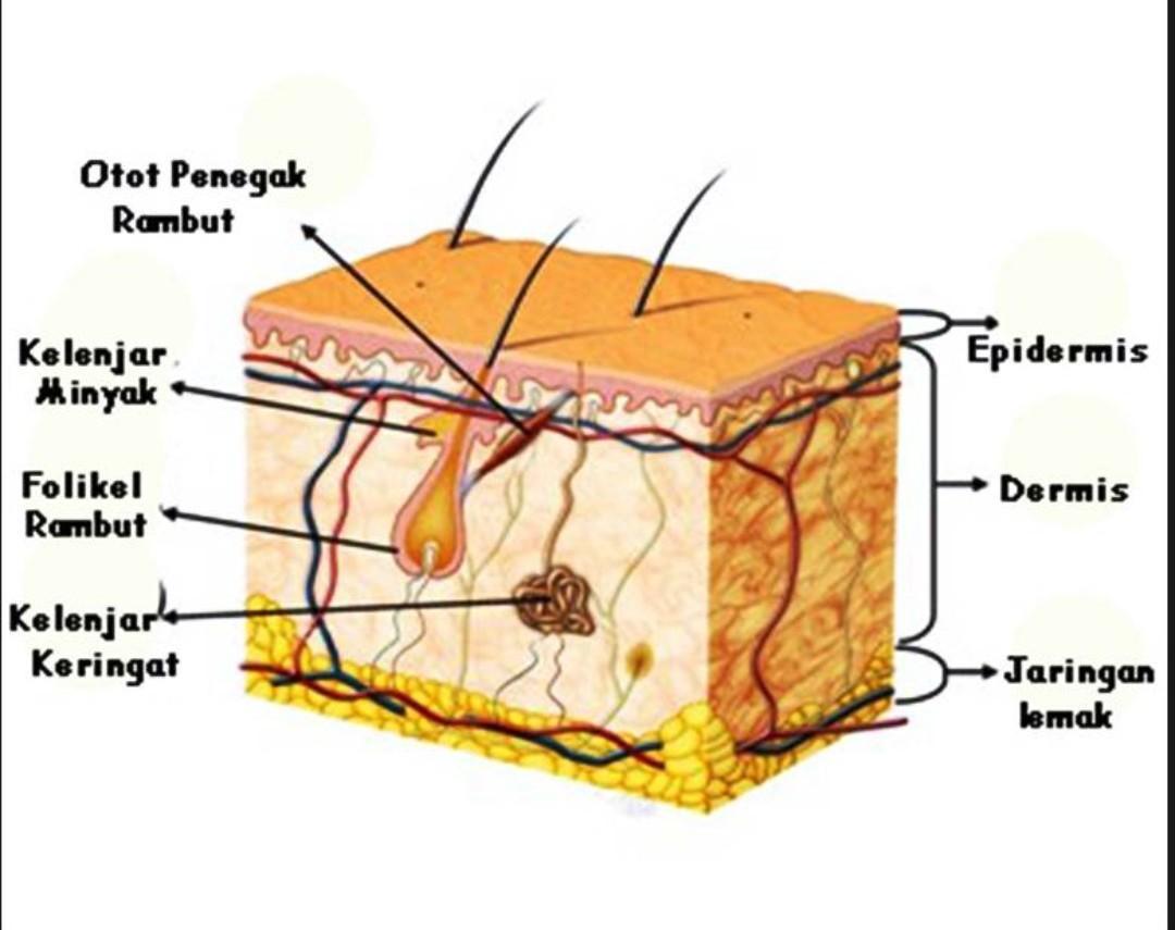 Detail Gambar Kelenjar Keringat Nomer 12