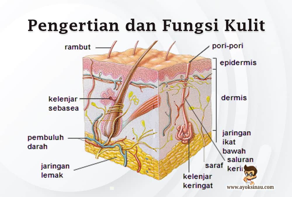 Detail Gambar Kelenjar Keringat Nomer 15