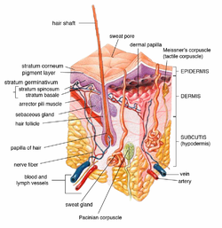 Detail Gambar Kelenjar Keringat Nomer 3