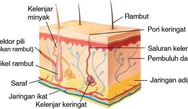 Detail Gambar Kelenjar Keringat Nomer 28