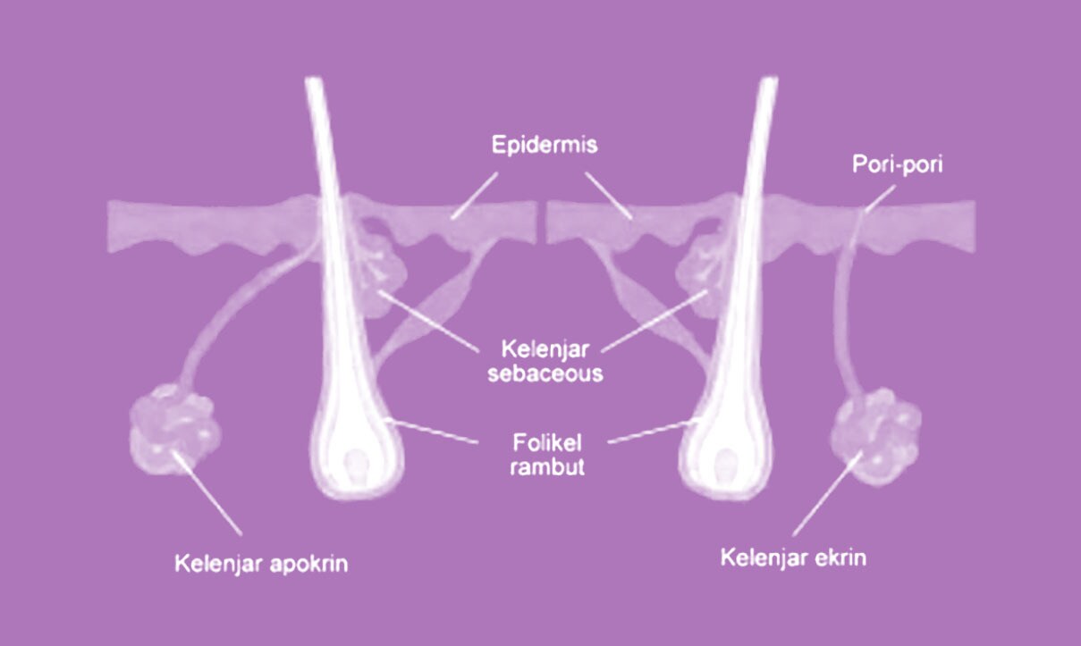 Detail Gambar Kelenjar Keringat Nomer 33