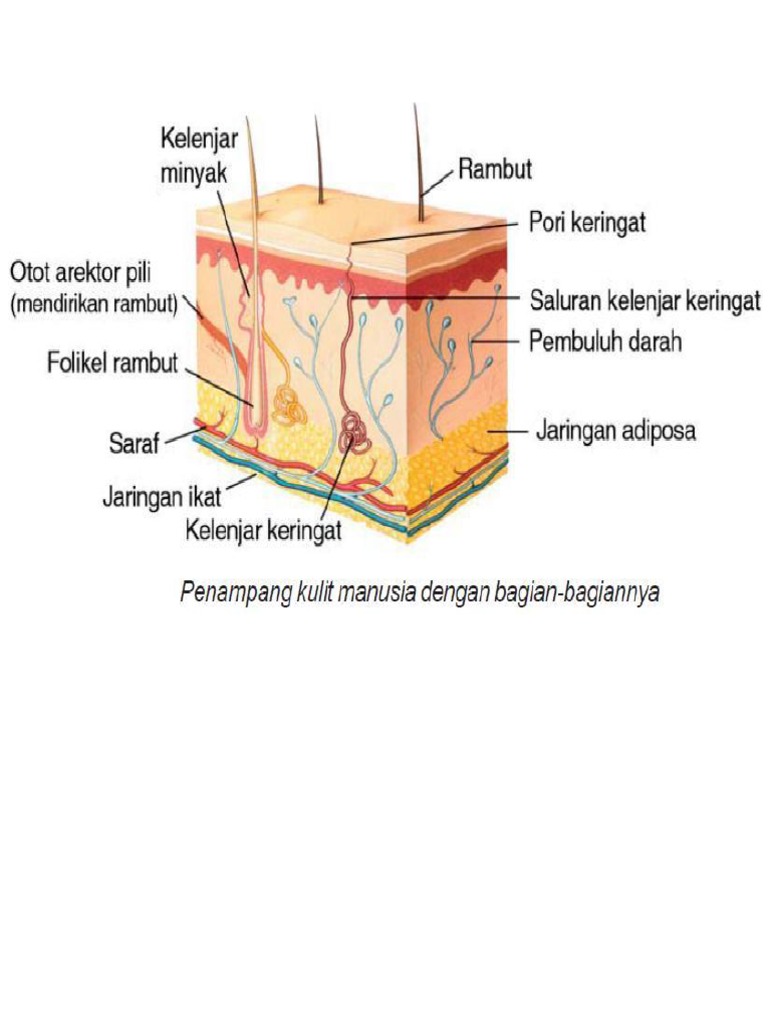 Detail Gambar Kelenjar Keringat Nomer 37