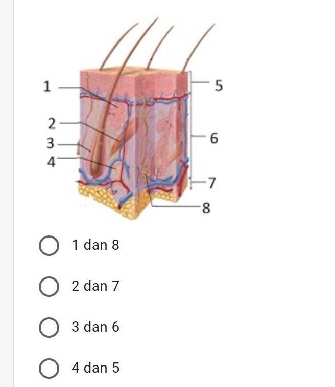 Detail Gambar Kelenjar Keringat Nomer 39