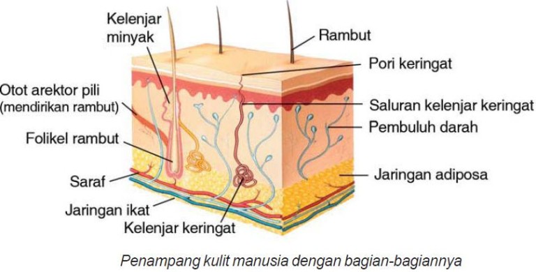 Detail Gambar Kelenjar Keringat Nomer 6