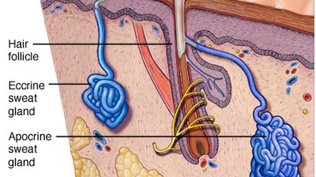 Detail Gambar Kelenjar Keringat Nomer 49