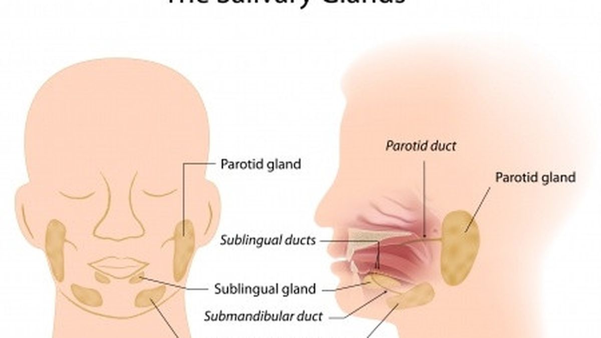 Gambar Kelenjar Ludah - KibrisPDR