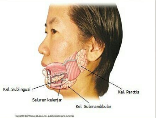 Detail Gambar Kelenjar Ludah Nomer 20