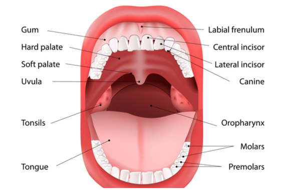 Detail Gambar Kelenjar Ludah Nomer 33