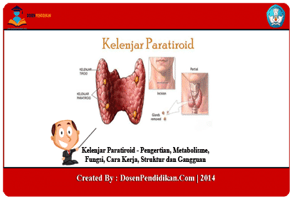 Detail Gambar Kelenjar Paratiroid Nomer 2