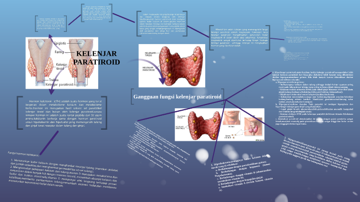 Detail Gambar Kelenjar Paratiroid Nomer 14