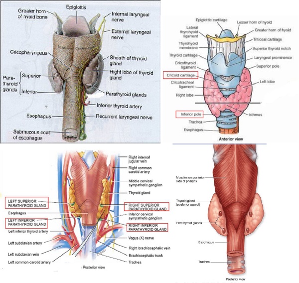 Detail Gambar Kelenjar Paratiroid Nomer 24