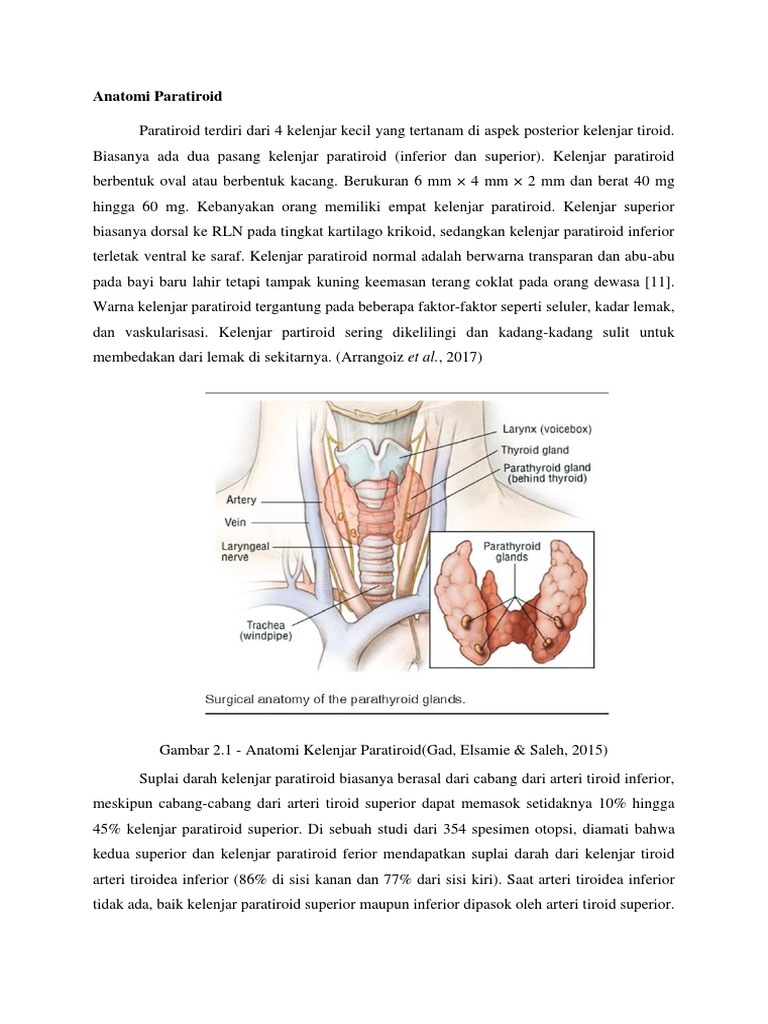 Detail Gambar Kelenjar Paratiroid Nomer 31