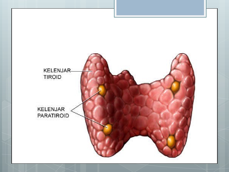 Detail Gambar Kelenjar Paratiroid Nomer 32