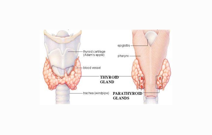 Detail Gambar Kelenjar Paratiroid Nomer 6