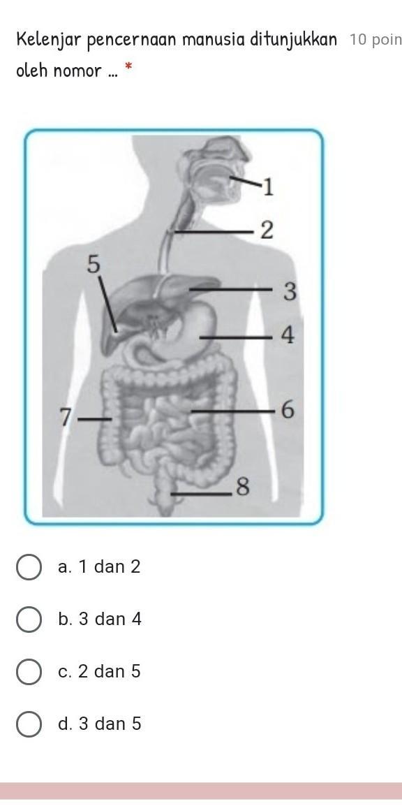 Detail Gambar Kelenjar Pencernaan Nomer 18