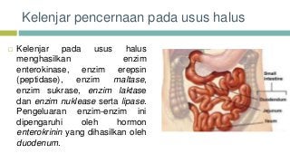 Detail Gambar Kelenjar Pencernaan Nomer 20