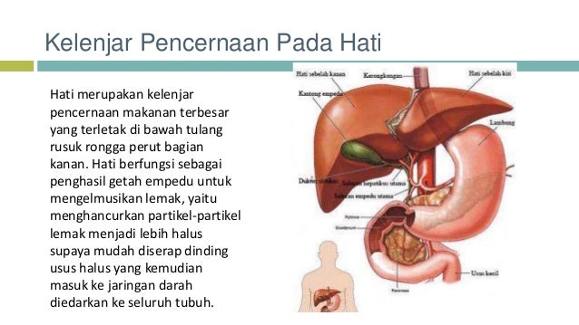 Detail Gambar Kelenjar Pencernaan Nomer 21