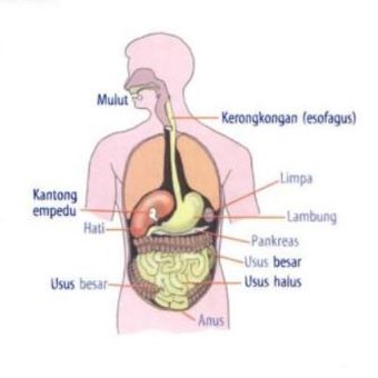 Detail Gambar Kelenjar Pencernaan Nomer 22