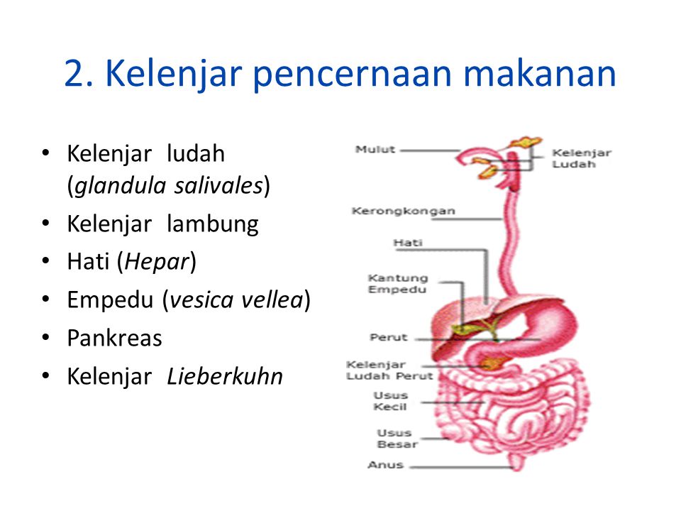 Detail Gambar Kelenjar Pencernaan Nomer 24