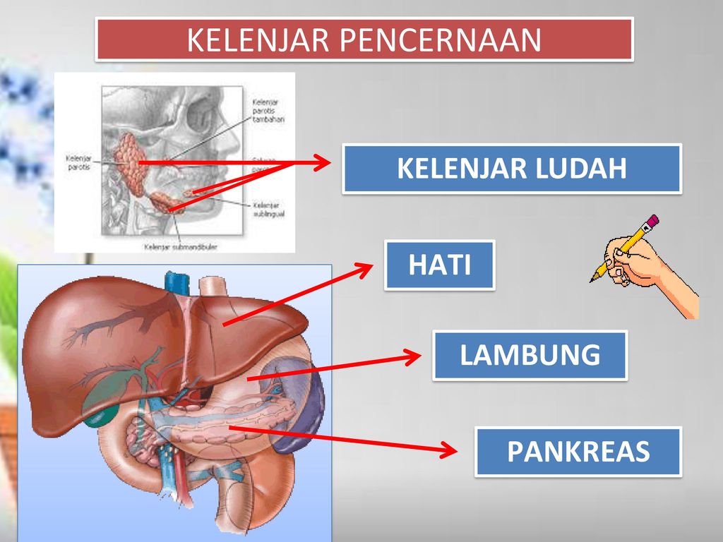 Detail Gambar Kelenjar Pencernaan Nomer 27