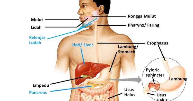 Detail Gambar Kelenjar Pencernaan Nomer 32