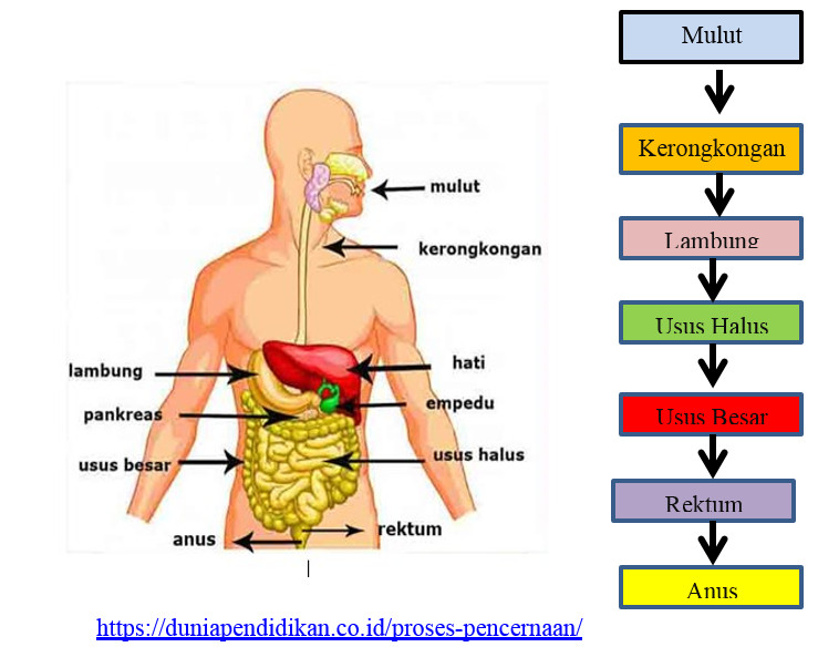 Detail Gambar Kelenjar Pencernaan Nomer 41