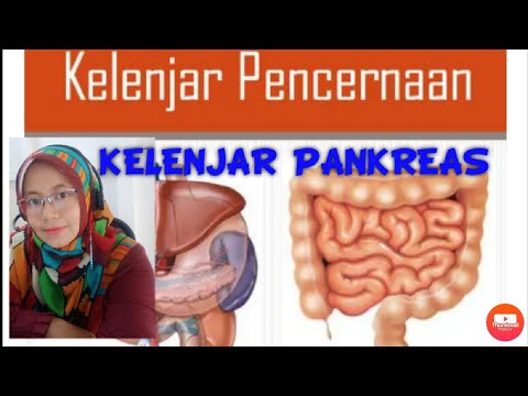 Detail Gambar Kelenjar Pencernaan Nomer 42