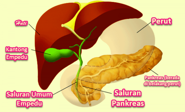 Detail Gambar Kelenjar Pencernaan Nomer 43