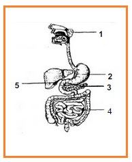 Detail Gambar Kelenjar Pencernaan Nomer 45