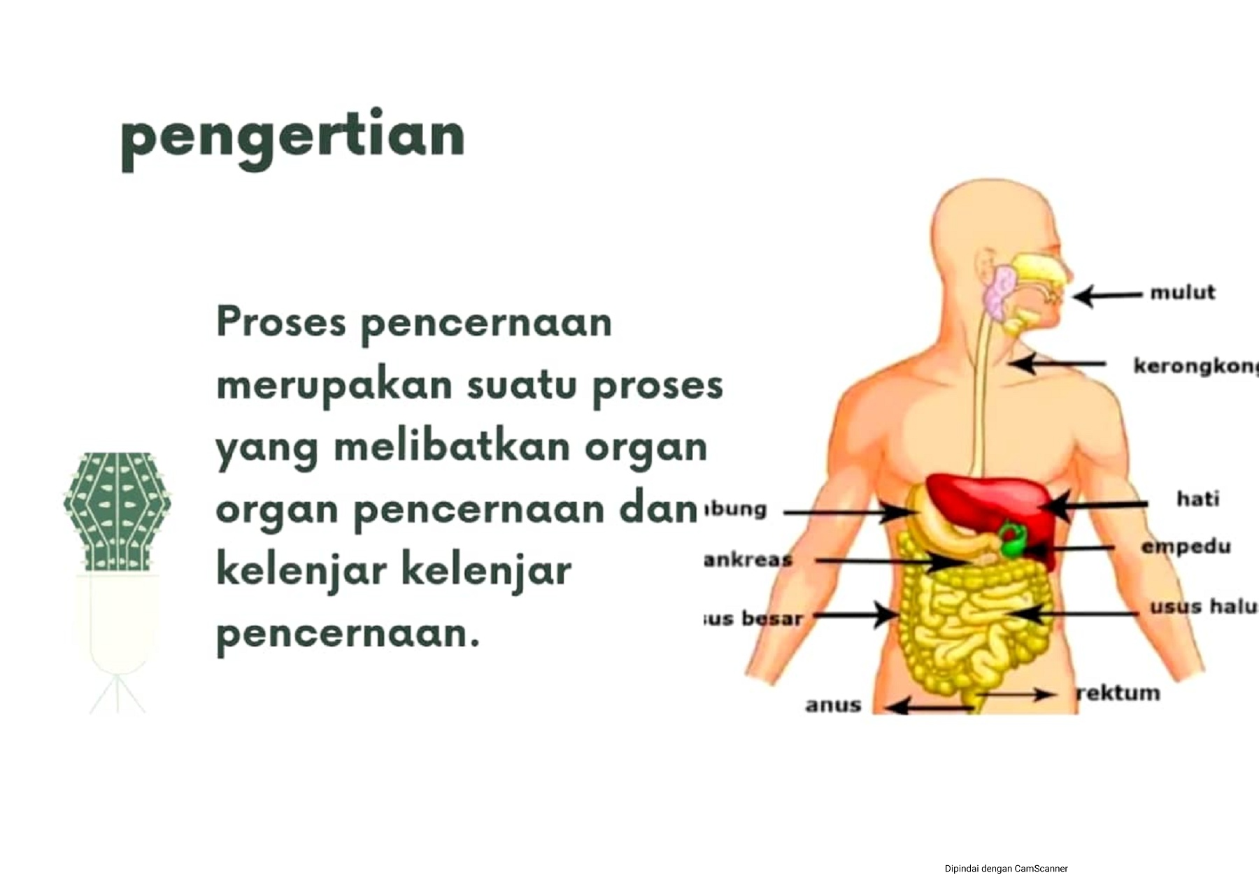 Download Gambar Kelenjar Pencernaan Nomer 50