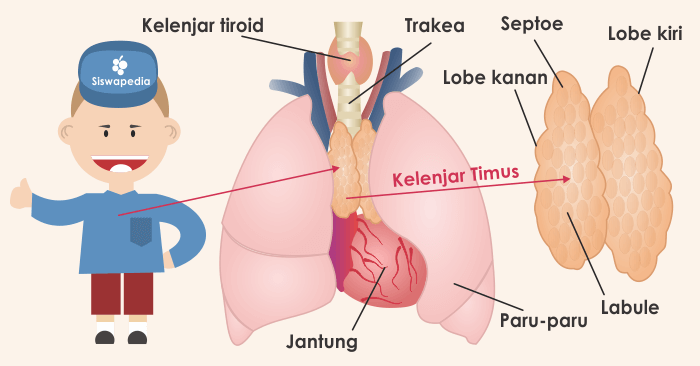 Detail Gambar Kelenjar Timus Nomer 2