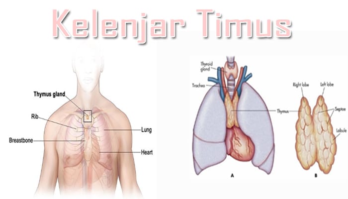 Detail Gambar Kelenjar Timus Nomer 12