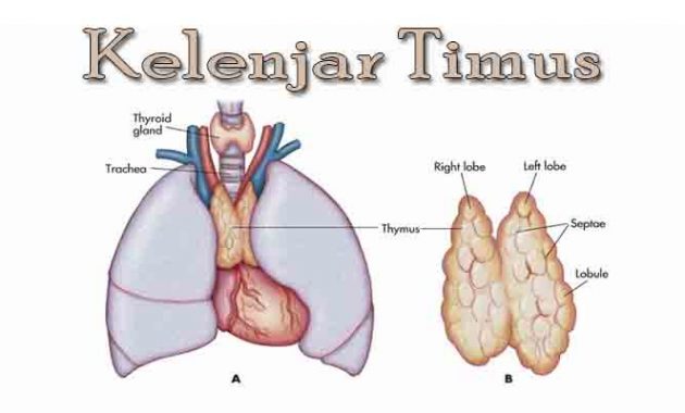 Detail Gambar Kelenjar Timus Nomer 15