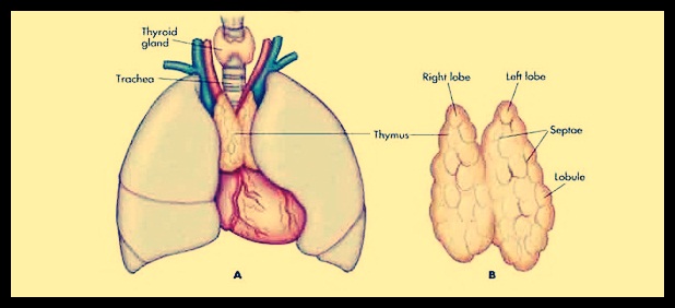 Detail Gambar Kelenjar Timus Nomer 21