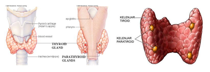 Detail Gambar Kelenjar Timus Nomer 29