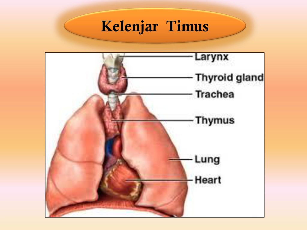 Detail Gambar Kelenjar Timus Nomer 31