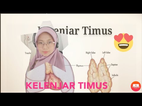 Detail Gambar Kelenjar Timus Nomer 37