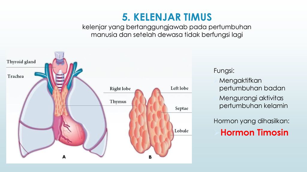 Detail Gambar Kelenjar Timus Nomer 44