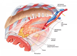 Detail Gambar Kelenjar Timus Nomer 46