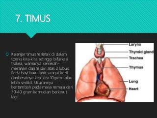 Detail Gambar Kelenjar Timus Nomer 49