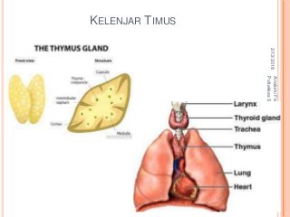 Detail Gambar Kelenjar Timus Nomer 52